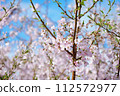 Cherry blossoms in full bloom of spring 112572977