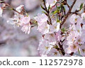 Cherry blossoms in full bloom of spring 112572978
