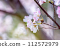 Cherry blossoms in full bloom of spring 112572979