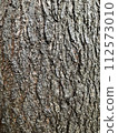 雨後的喜馬拉雅雪松樹皮 112573010