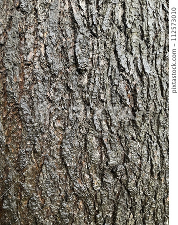 雨後的喜馬拉雅雪松樹皮 112573010