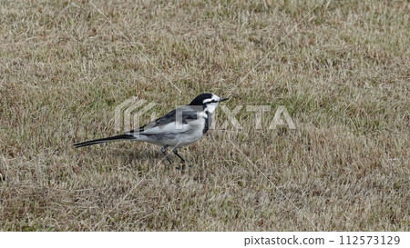 A bird A bird 112573129