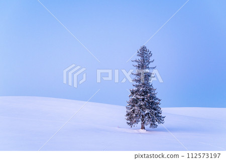 Christmas tree covered with snow before dawn in Biei, Hokkaido Christmas tree covered with snow before dawn in Biei, Hokkaido 112573197