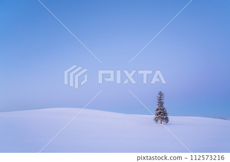 Christmas tree covered with snow before dawn in Biei, Hokkaido 112573216