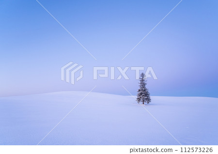 北海道美瑛黎明前被雪覆蓋的聖誕樹 北海道美瑛黎明前被雪覆蓋的聖誕樹 112573226