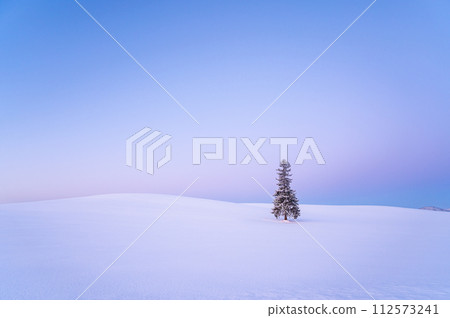 Christmas tree covered with snow before dawn in Biei, Hokkaido Christmas tree covered with snow before dawn in Biei, Hokkaido 112573241