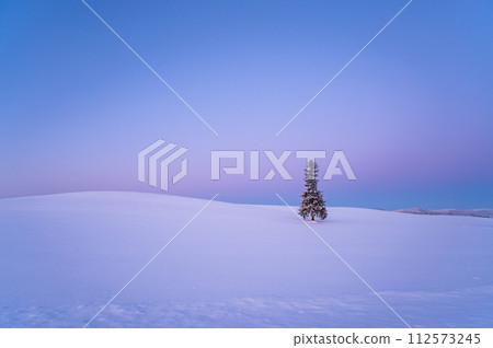 北海道美瑛黎明前被雪覆蓋的聖誕樹 北海道美瑛黎明前被雪覆蓋的聖誕樹 112573245