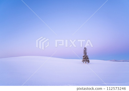 北海道美瑛黎明前被雪覆蓋的聖誕樹 112573246