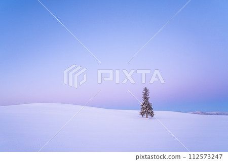 北海道美瑛黎明前被雪覆蓋的聖誕樹 北海道美瑛黎明前被雪覆蓋的聖誕樹 112573247
