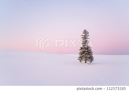 Christmas tree covered with snow before dawn in Biei, Hokkaido Christmas tree covered with snow before dawn in Biei, Hokkaido 112573285