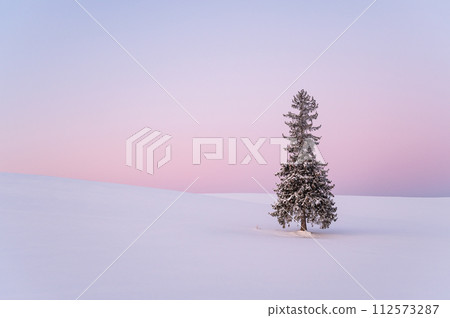 Christmas tree covered with snow before dawn in Biei, Hokkaido 112573287
