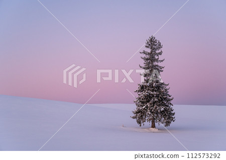 Christmas tree covered with snow before dawn in Biei, Hokkaido 112573292