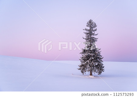 Christmas tree covered with snow before dawn in Biei, Hokkaido 112573293