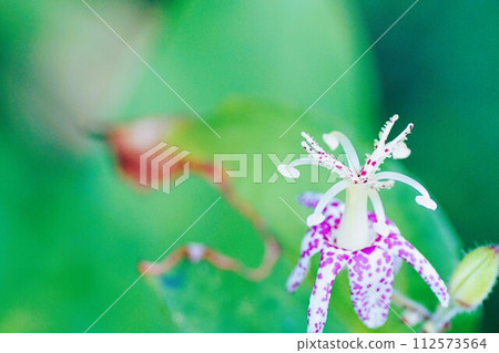 野花的特寫 野花的特寫 112573564