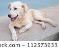 golden retriever dog lying on the road, Dog isolated. cute dog was lying on the floor 112573633
