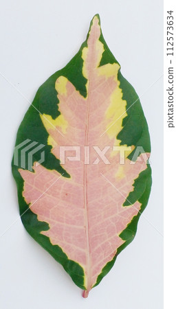 green leaf on white background, croton leaf. Tropical foliage isolated on white background, with clipping path 112573634