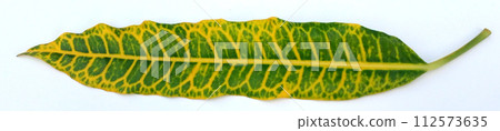 leaf on white background, colorful leaf isolated on white background, leaf 112573635