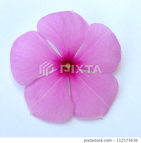 purple orchids on white background, pink flower isolated on a white background, flower 112573636
