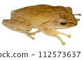 frog on white background, Tree frog, beautiful brown tree frog, brown tree frog, frog, forest frog 112573637