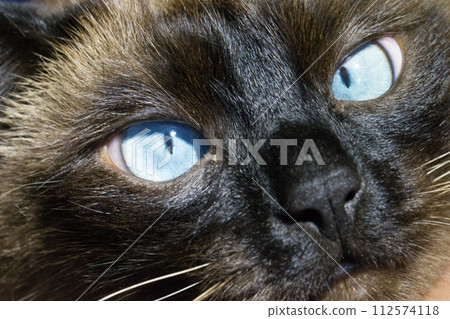 Blue eyes of the Sims cat.Cat's eyes Blue eyes of the Sims cat.Cat's eyes 112574118
