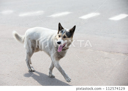 A street dog runs along the road. A dog of no nationality. 112574129