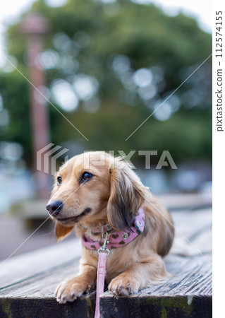 臘腸犬在公園散步 臘腸犬在公園散步 112574155