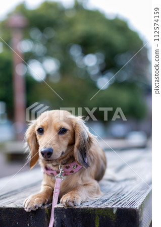 Dachshund taking a walk in the park 112574159