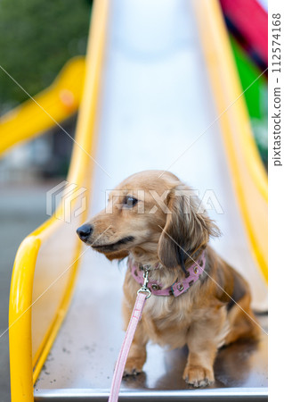 Dachshund taking a walk in the park Dachshund taking a walk in the park 112574168