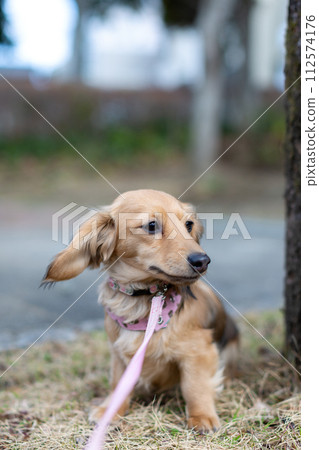 Dachshund taking a walk in the park 112574176