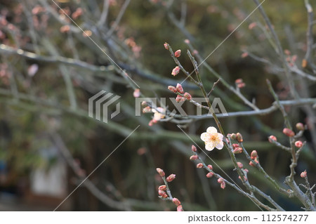 新年裡的栗林公園(一月初,梅花開始綻放) 新年裡的栗林公園(一月初,梅花開始綻放) 112574277