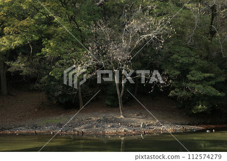 新年的栗林庭園(1月初) 新年的栗林庭園(1月初) 112574279