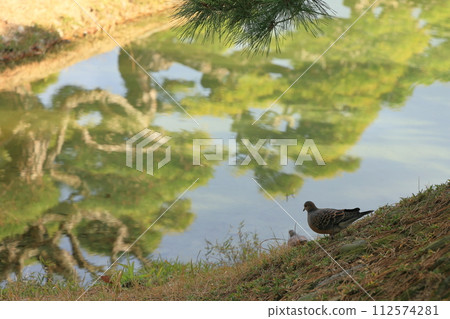 Ritsurin Park in the new year (early January, pigeons and pine trees on the water surface) Ritsurin Park in the new year (early January, pigeons and pine trees on the water surface) 112574281