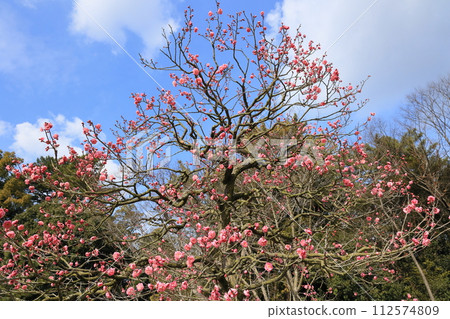 大觀栗林公園(1月下旬,梅花) 大觀栗林公園(1月下旬,梅花) 112574809