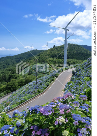 Hydrangeas blooming on the plateau (Okawara Plateau, Tokushima Prefecture) Hydrangeas blooming on the plateau (Okawara Plateau, Tokushima Prefecture) 112574852