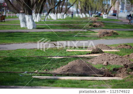 Saplings of trees. Preparing for planting trees. Plant trees in the city Saplings of trees. Preparing for planting trees. Plant trees in the city 112574922