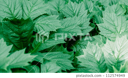 Lush varying shades of green create soothing tapestry Rodgersia leaves highlighting nature patterns Lush varying shades of green create soothing tapestry Rodgersia leaves highlighting nature patterns 112574949