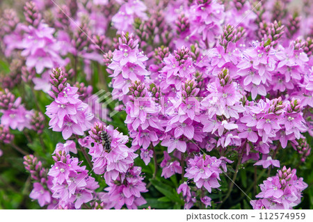 detail in close-up: Veronica Plantaginaceae's vibrant pink clusters against verdant garden foliage detail in close-up: Veronica Plantaginaceae's vibrant pink clusters against verdant garden foliage 112574959