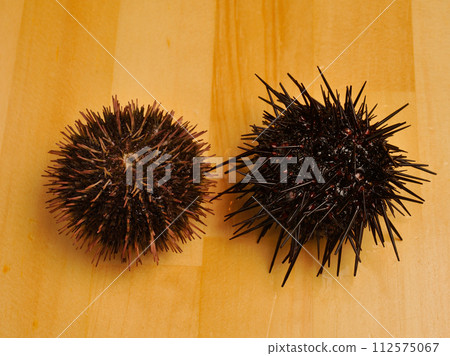 Bahuntoun and Murasaki Sea Urchin 112575067