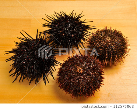 Purple sea urchin and Bafun sea urchin Purple sea urchin and Bafun sea urchin 112575068