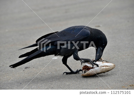 Ladybird glass 112575101