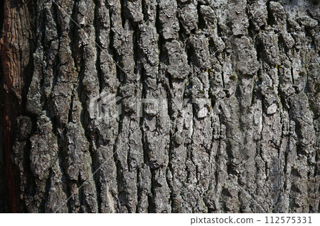 Texture of the bark of a tree Texture of the bark of a tree 112575331