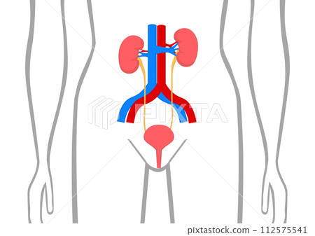 human kidneys and bladder human kidneys and bladder 112575541