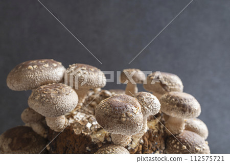 Shiitake cultivation Shiitake cultivation 112575721