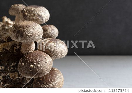 香菇種植 112575724