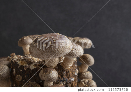 香菇種植 112575726