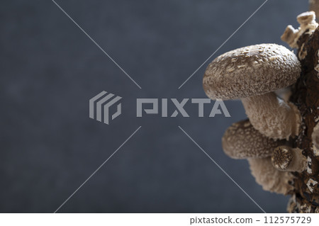 Shiitake cultivation 112575729
