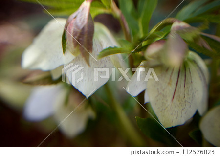 And the Christmas rose blooms in early spring 112576023