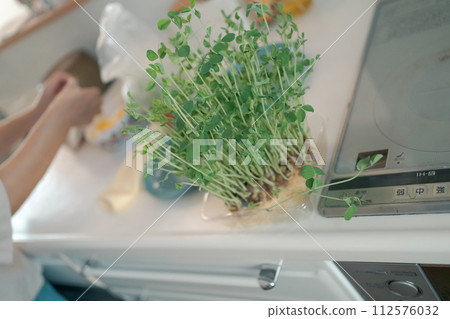 再生芽 再生芽 112576032