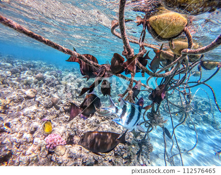 Red Sea sailfin tang or Desjardin's sailfin tang at coral reef.. Red Sea sailfin tang or Desjardin's sailfin tang at coral reef.. 112576465