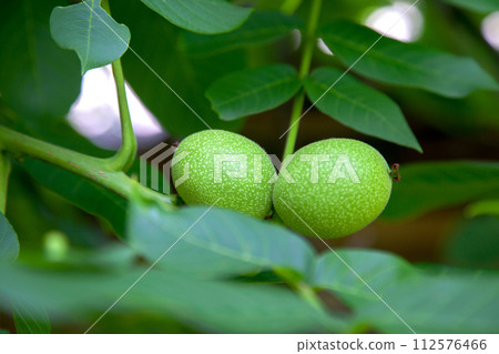 Green walnuts growing on a tree branch.. Green walnuts growing on a tree branch.. 112576466